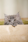 German Longhair Kitten