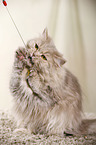 playing German Longhair Cat