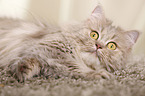 lying German Longhair Cat