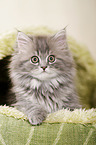 German Longhair Kitten
