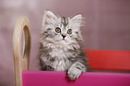 German Longhair Kitten