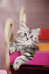 German Longhair Kitten