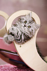German Longhair Kitten