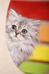 German Longhair Kitten