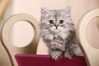 German Longhair Kitten