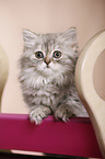 German Longhair Kitten