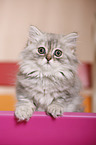 German Longhair Kitten