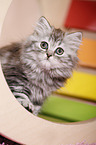 German Longhair Kitten