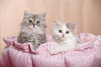 German Longhair Kitten