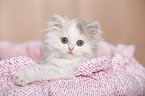 German Longhair Kitten