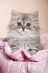 German Longhair Kitten