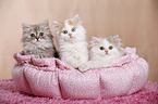 German Longhair Kitten