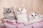 German Longhair Kitten