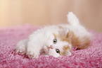German Longhair Kitten