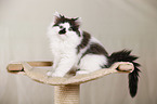 German Longhair Kitten