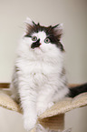 German Longhair Kitten
