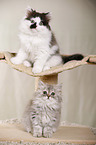 German Longhair Kitten