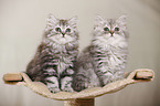 German Longhair Kitten