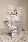 German Longhair Kitten