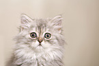 German Longhair Kitten