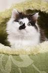 German Longhair Kitten