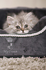 German Longhair Kitten