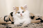 German Longhair Kitten