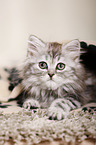 German Longhair Kitten