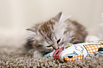 German Longhair Kitten