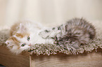German Longhair Kitten