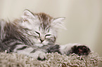 German Longhair Kitten
