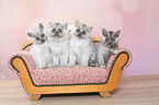 4 kitten