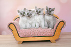 4 kitten