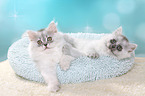 2 German Longhair Kitten