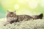 lying German Longhair Cat
