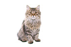 sitting German Longhair Cat