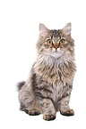 sitting German Longhair Cat