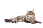 lying German Longhair Cat