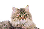 German Longhair Cat Portrait