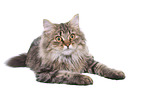 lying German Longhair Cat
