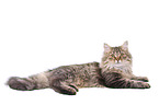 lying German Longhair Cat
