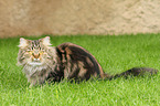 lying German Longhair Cat