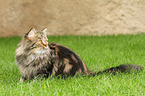 lying German Longhair Cat
