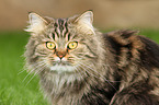 German Longhair Cat Portrait