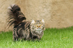 German Longhair Cat