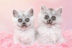 2 German Longhair Kitten