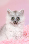 sitting German Longhair Kitten