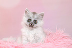 sitting German Longhair Kitten