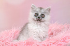 sitting German Longhair Kitten