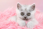 lying German Longhair Kitten